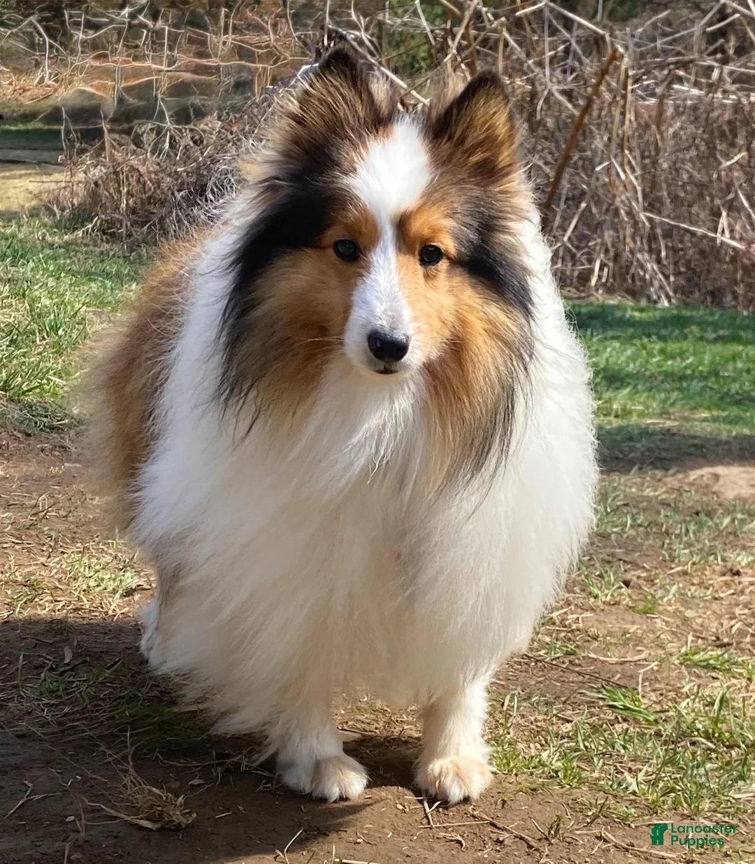 Shetland Sheepdog dogs for sale: Neesha - Ad 17