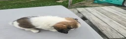 Pomchi dogs for sale: Paris - Ad 5