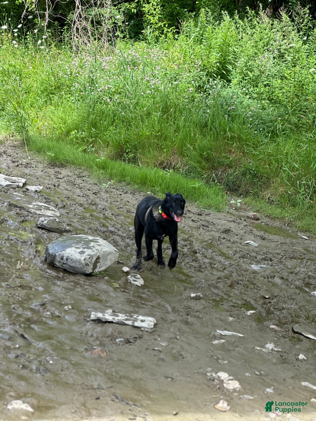 Belgian Malinois dogs for stud: Bode for stud - Ad 5