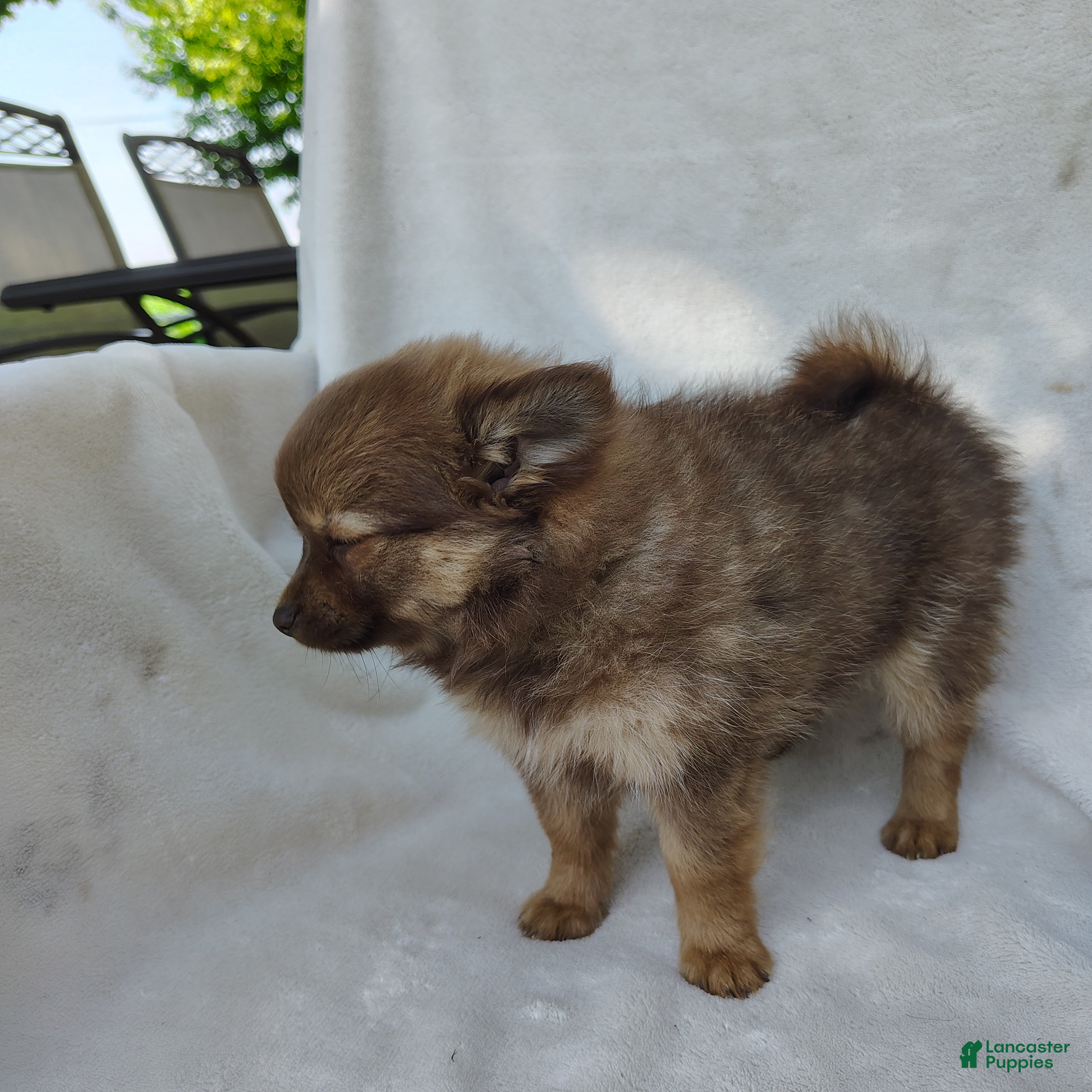 Pomchi dogs Kisses - Ad 2
