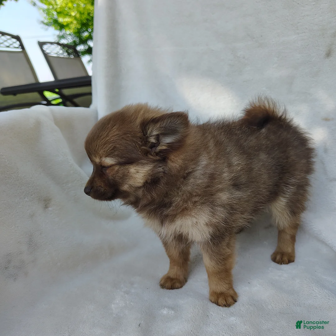 Pomchi dogs for sale: Kisses - Ad 2