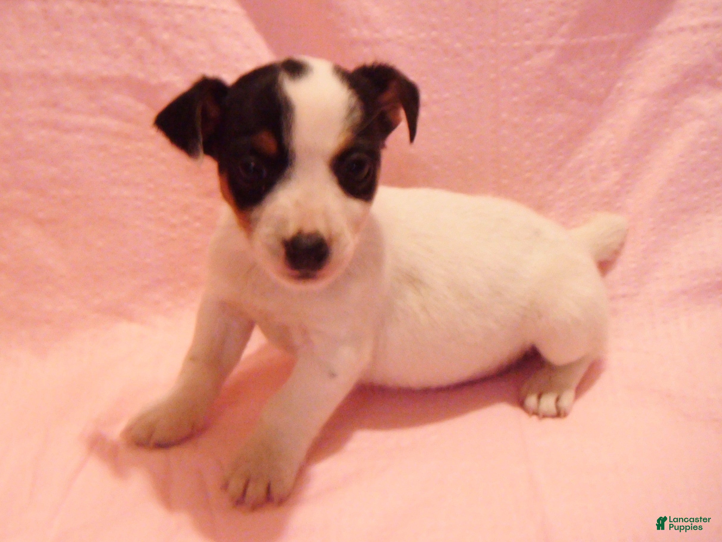 Jack Russell Terrier dogs Bramble - Ad 40