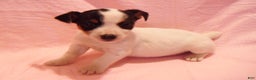 Jack Russell Terrier dogs for sale: Bramble - Ad 2