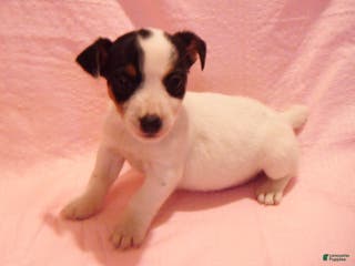 Jack Russell Terrier dogs Bramble - Ad 40