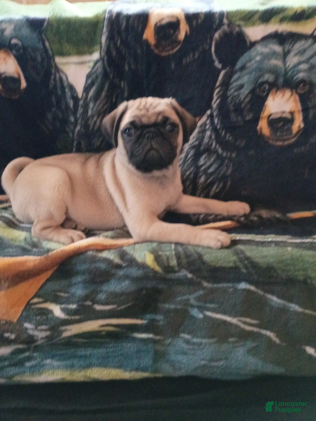 Pug dogs for sale: Pug 2 - Ad 2