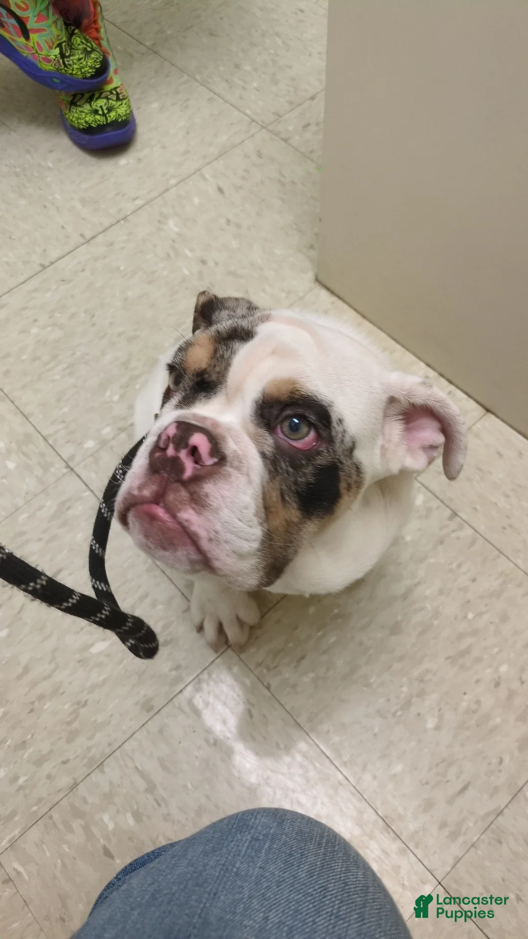 English Bulldog dogs for stud: Balloo - Ad 1