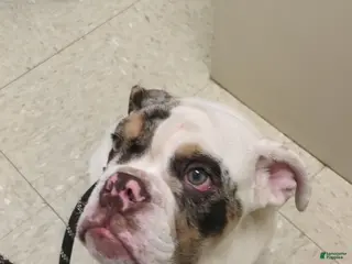 English Bulldog dogs Balloo - Ad 1