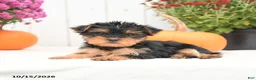 Yorkshire Terrier dogs for sale: Hailey - Ad 3