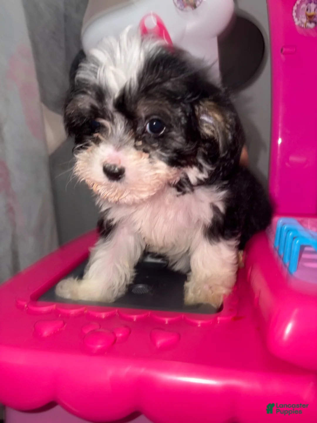 Shihpoo dogs for sale: Shihpoo 1 - Ad 3
