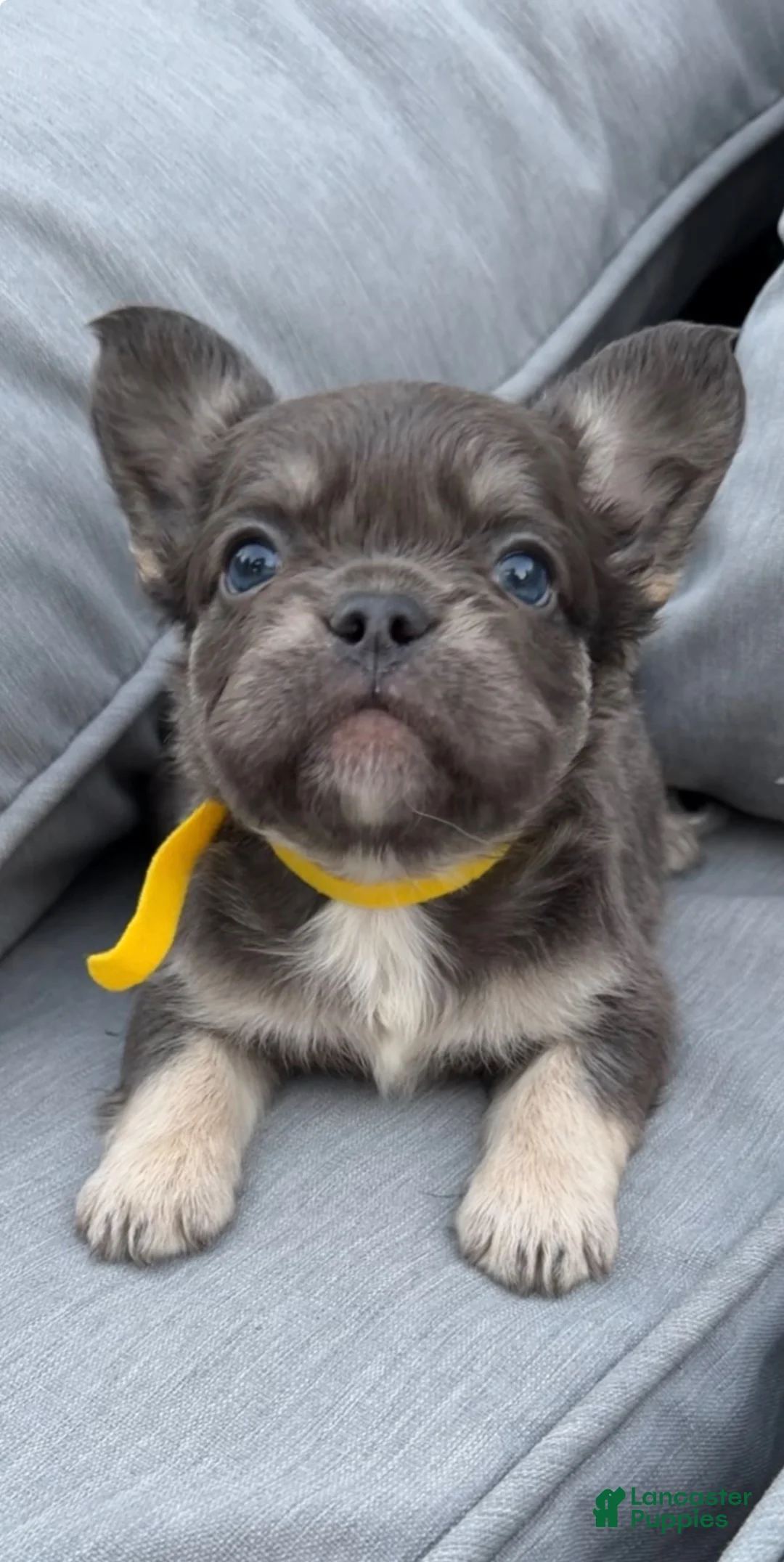 French Bulldog dogs for sale: Allen - Ad 1