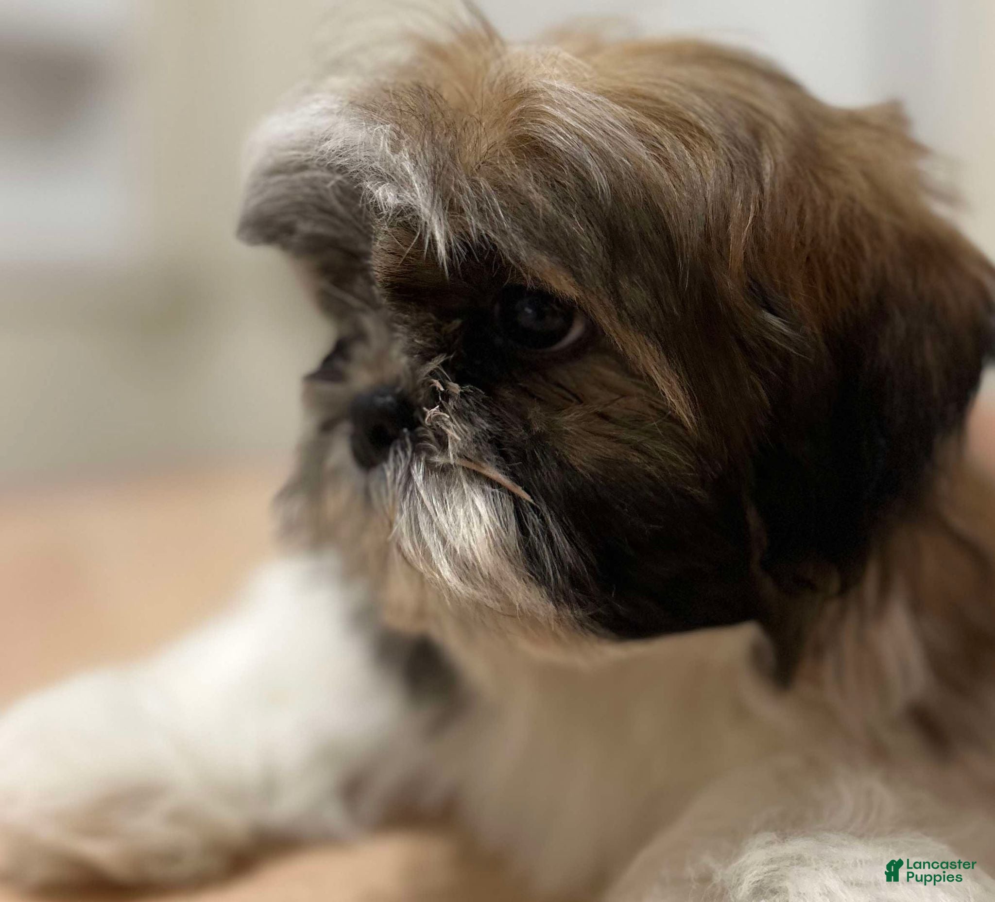 Shih Tzu dogs Koda - Ad 28