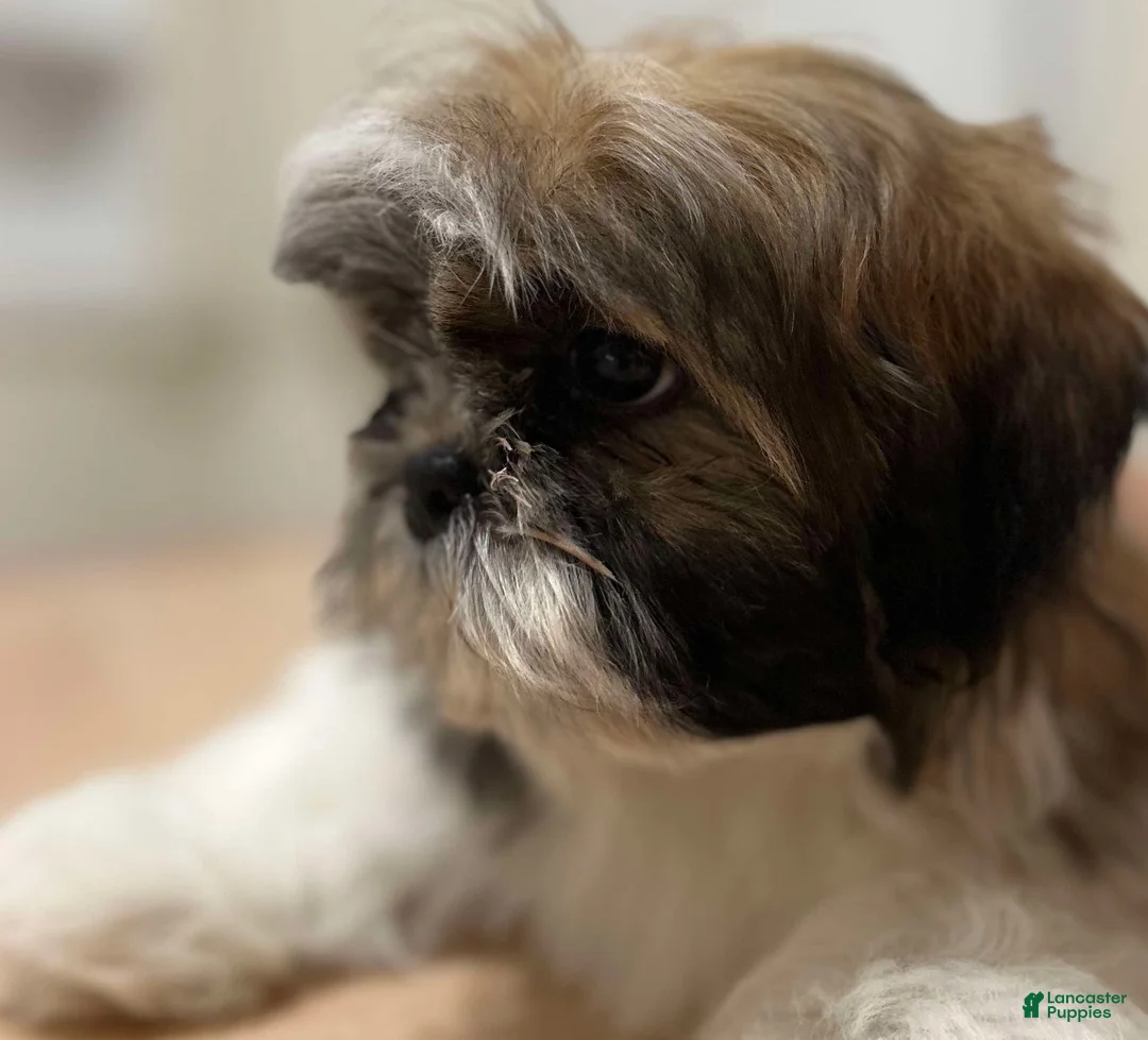Shih Tzu dogs for sale: Koda - Ad 1