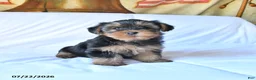 Yorkshire Terrier dogs for sale: Rolo - Ad 3