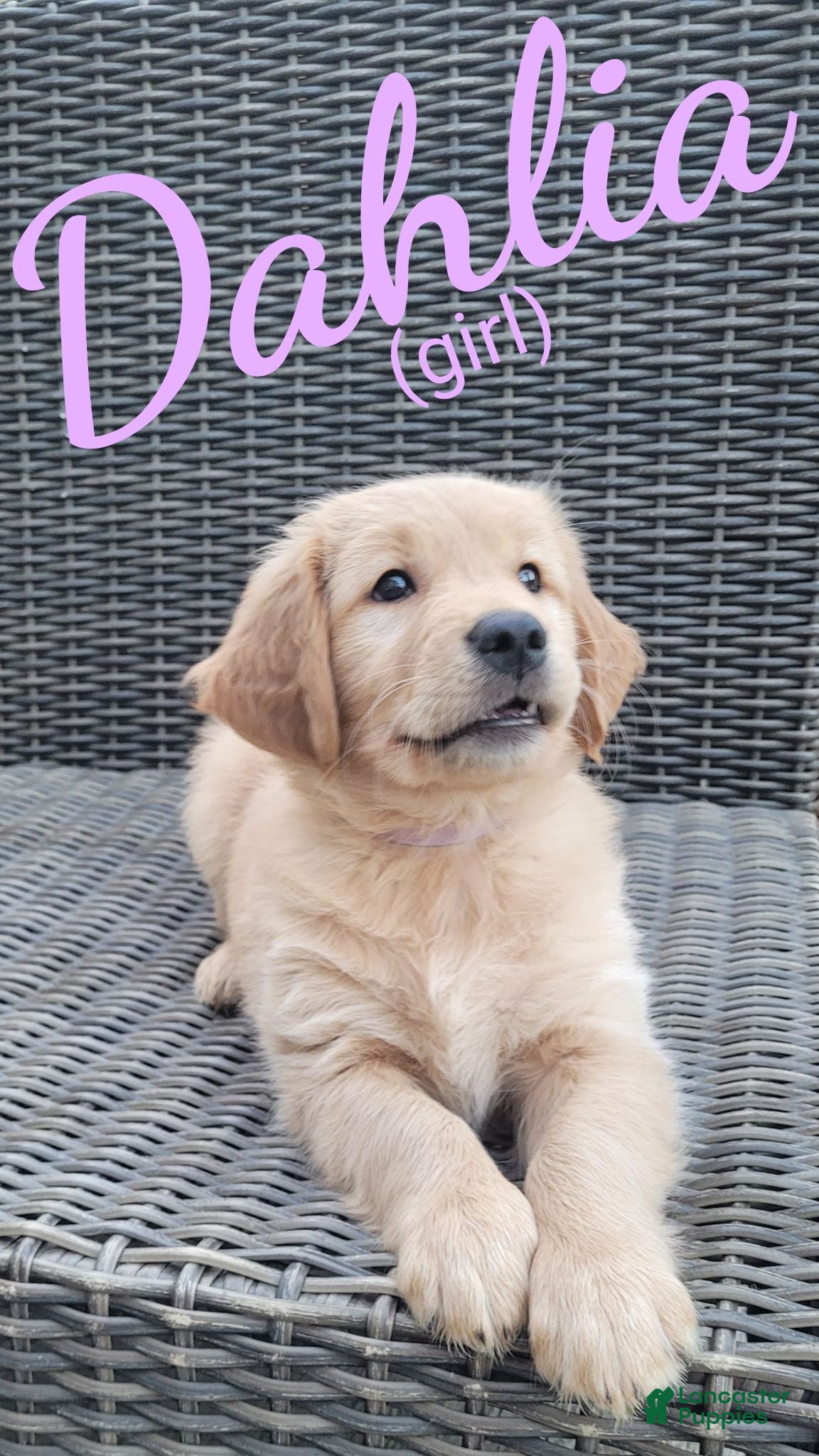 Golden Retriever dogs Dahlia AKC - Ad 1