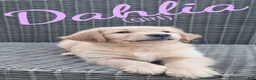 Golden Retriever dogs for sale: Dahlia AKC - Ad 1