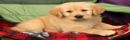 Golden Retriever dogs for sale: Aerie - Ad 7
