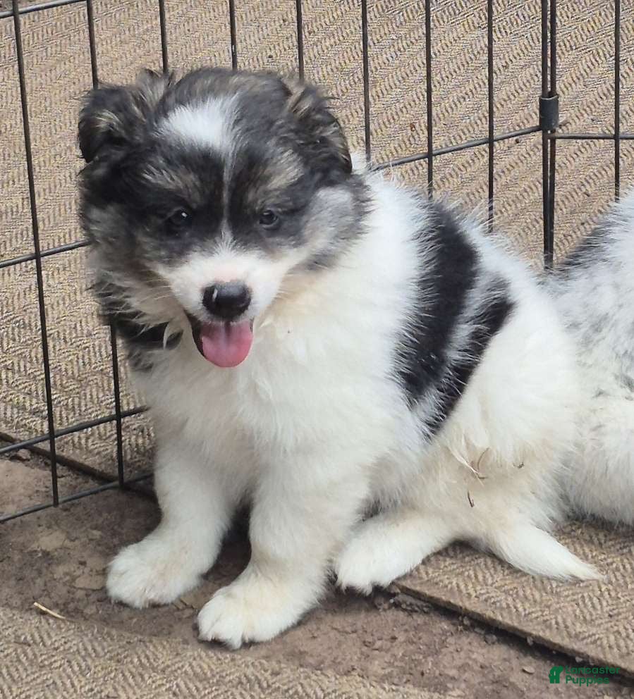 Pomsky dogs Shadow  - Ad 31