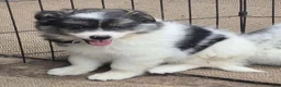 Pomsky dogs for sale: Shadow  - Ad 1