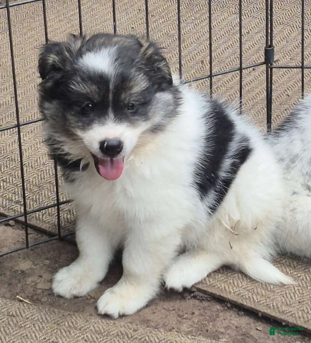 Pomsky dogs for sale: Shadow  - Ad 1