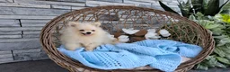 Pomeranian dogs for sale: Hunter  - Ad 1