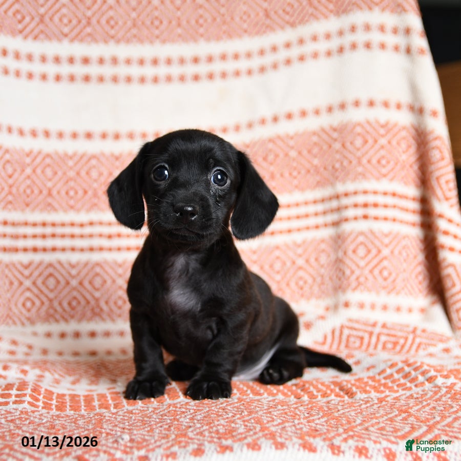 Miniature Dachshund dogs Kassie - Ad 7