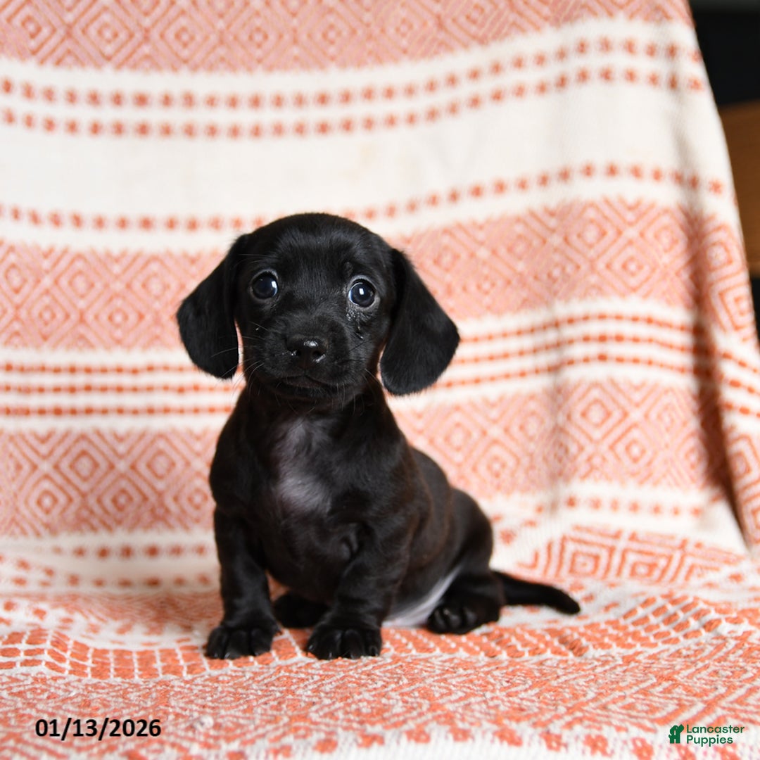 Miniature Dachshund dogs for sale: Kassie - Ad 1