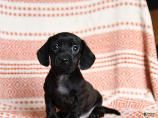 Miniature Dachshund dogs Kassie - Ad 7