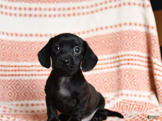 Miniature Dachshund dogs Kassie - Ad 42