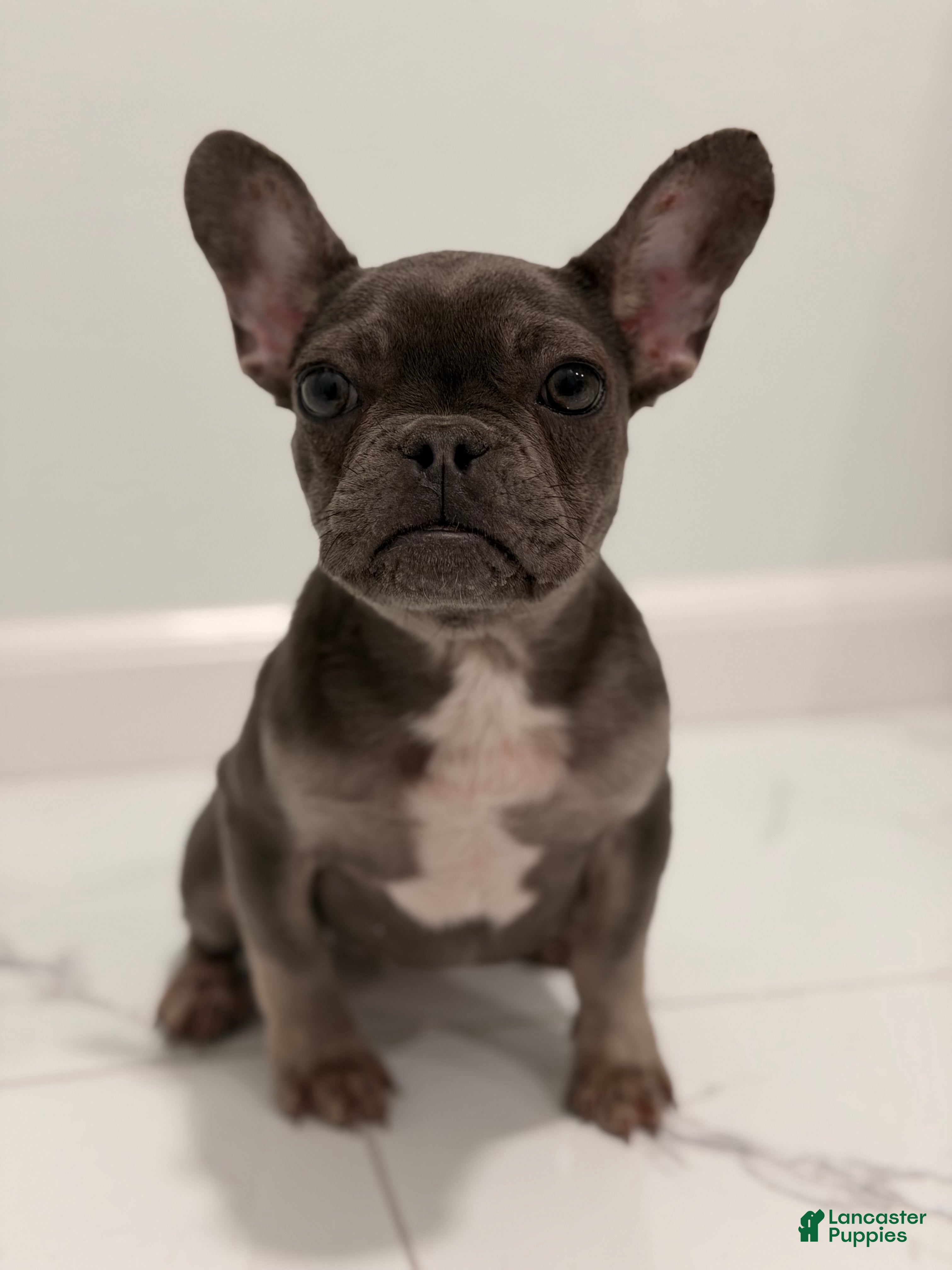 French Bulldog dogs Mink - Ad 2