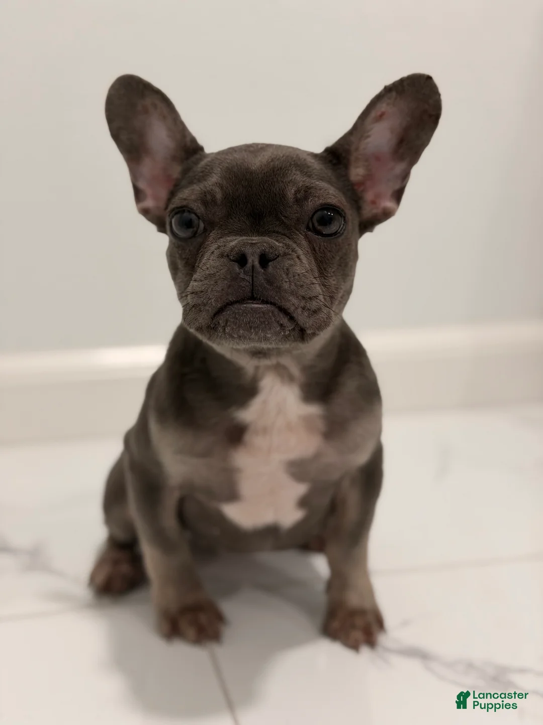 French Bulldog dogs for sale: Mink - Ad 2