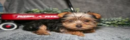 Yorkshire Terrier dogs for sale: Shorty - Ad 1