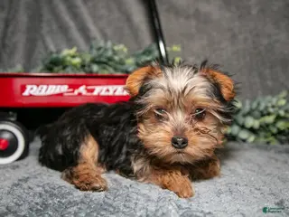 Yorkshire Terrier dogs for sale: Shorty - Ad 2