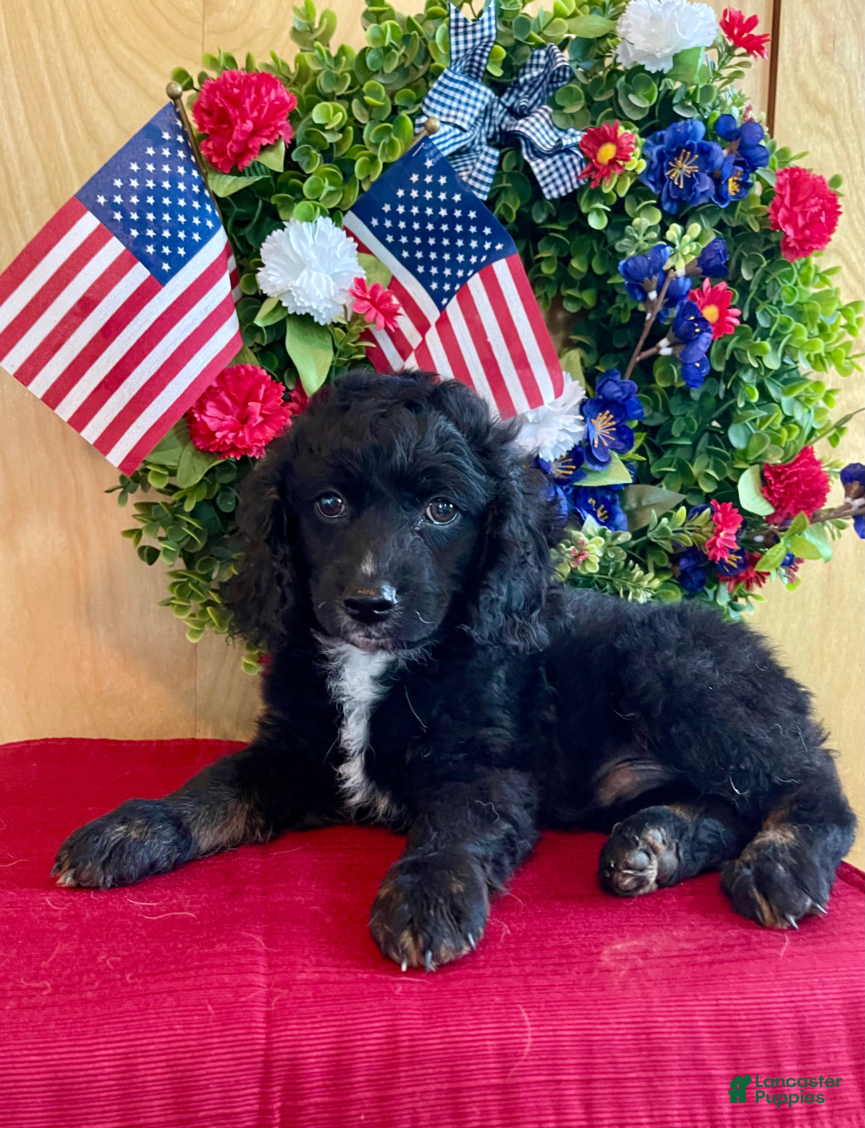 Cockapoo dogs Milo - Ad 2