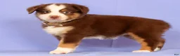 Miniature Australian Shepherd dogs for sale: Lexi - Ad 3
