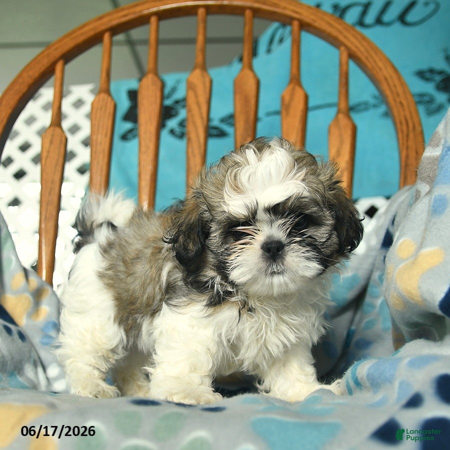 Shih Tzu dogs Star - Ad 2