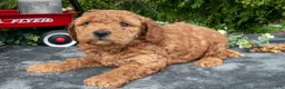 Cavapoo dogs for sale: Stanley - Ad 3