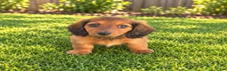 Miniature Dachshund dogs for sale: Barbie - Ad 2