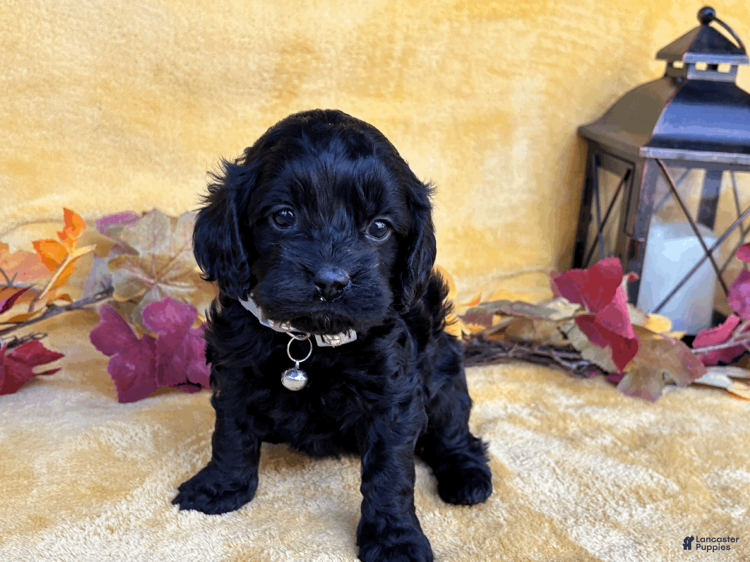 Cockapoo dogs for sale: Cider - Ad 11