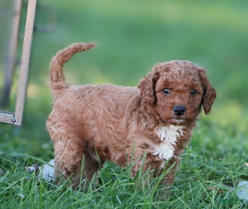Miniature Labradoodle dogs Chester - Ad 2