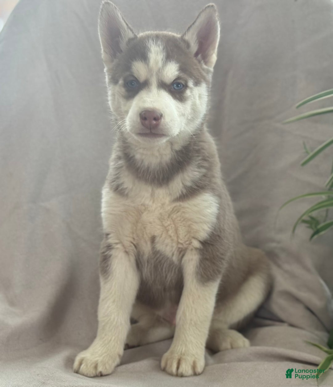 Siberian Husky dogs for sale: Ledger - Ad 3