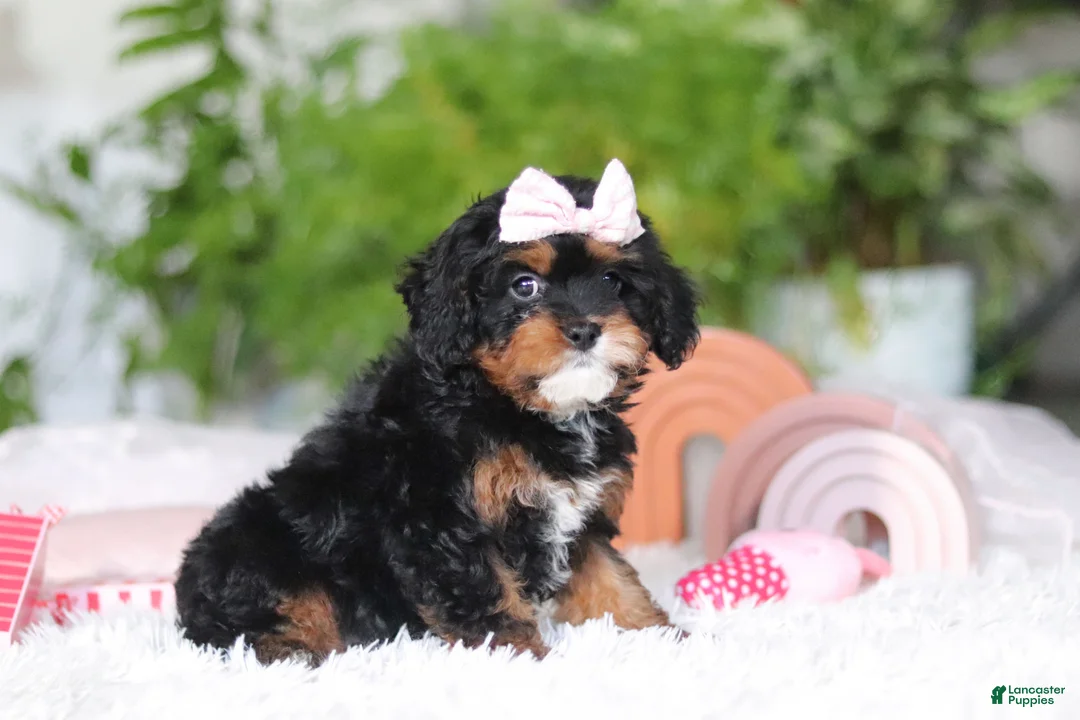 Cavapoo dogs for sale: Charity - Ad 5