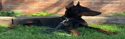 Doberman Pinscher dogs for sale: Vick - Ad 5