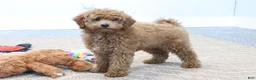 Mini Goldendoodle dogs for sale: Zachary - Ad 6