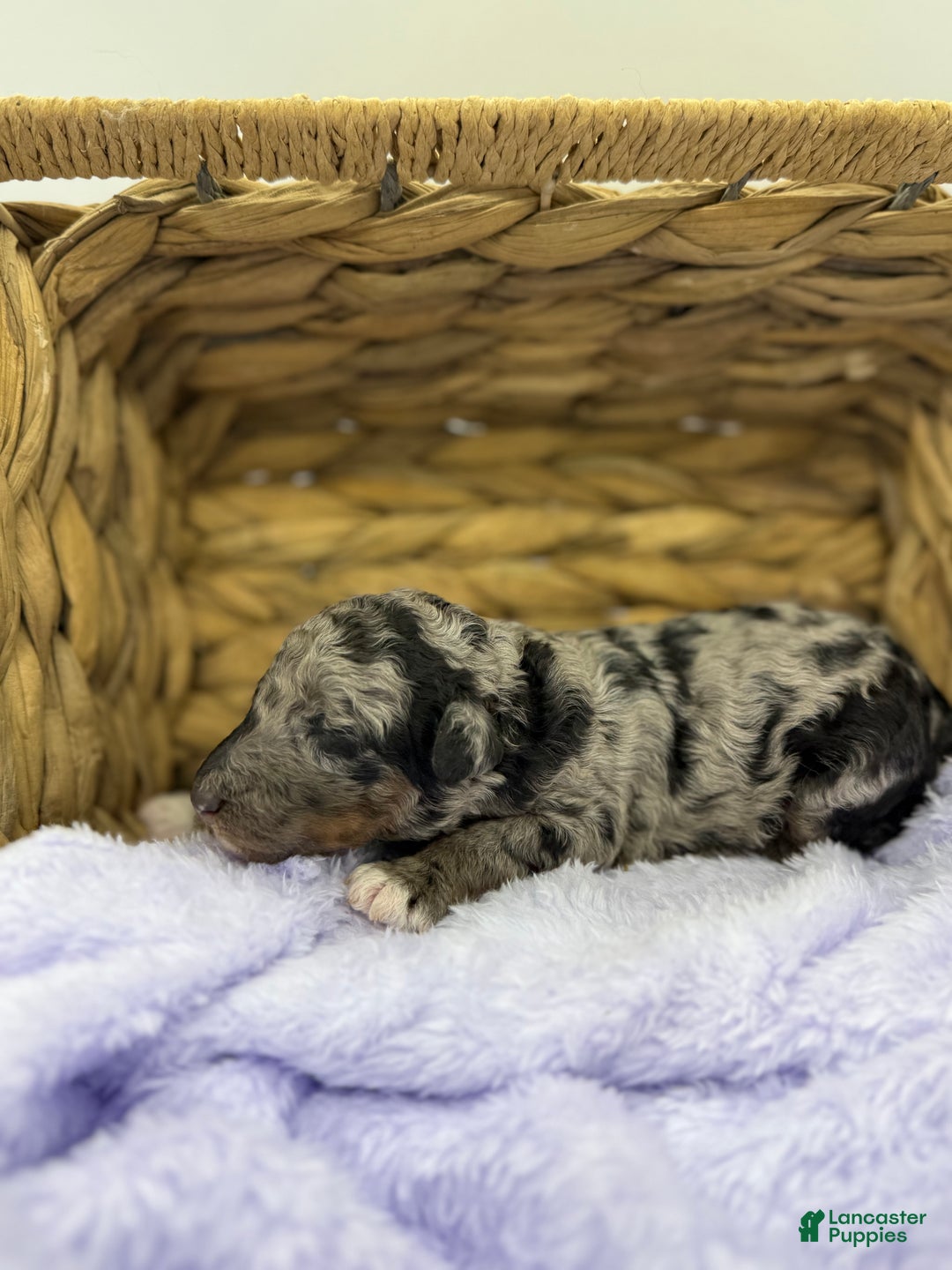 Standard Poodle dogs for sale: Birch - Ad 17