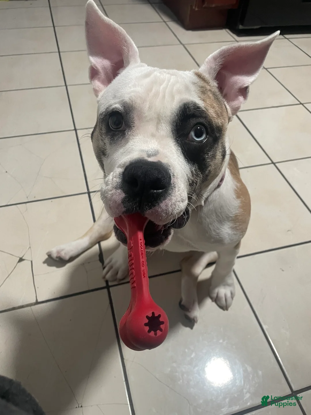 American Bully dogs for sale: American Bully Puppy 1 - Ad 2