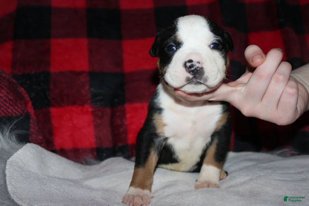 American Bully dogs for sale: Oreo - Ad 2