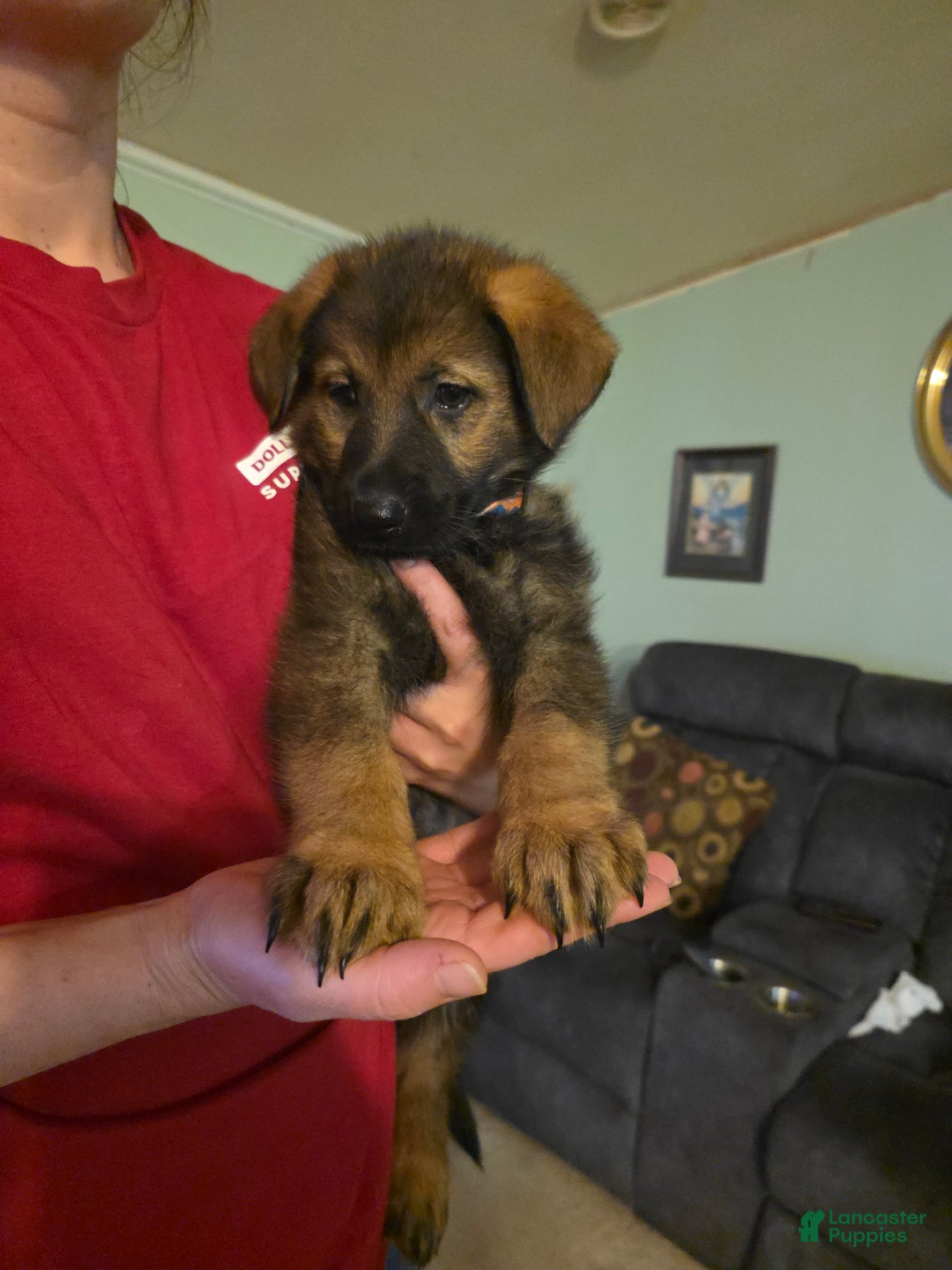 German Shepherd dogs for sale: German Shepherd Puppy 3 - Ad 3