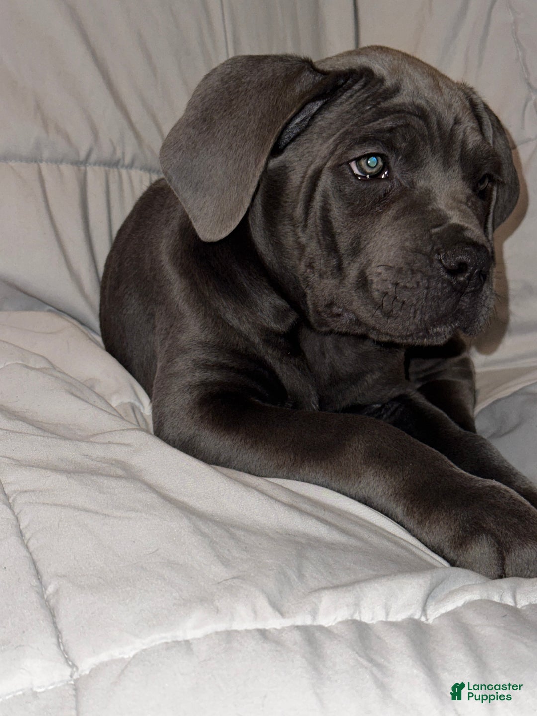 Cane Corso dogs for sale: Drako - Ad 3