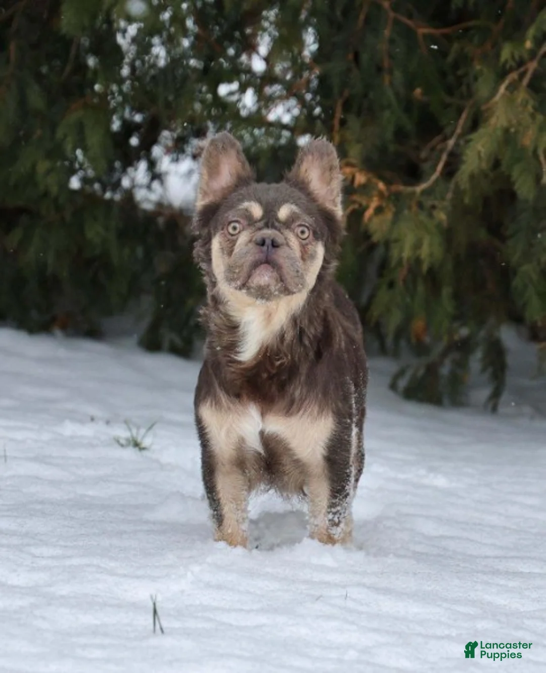 French Bulldog dogs for sale: Twilight - Ad 9