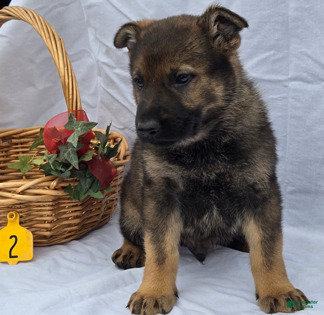 German Shepherd dogs for sale: Bob - Ad 1